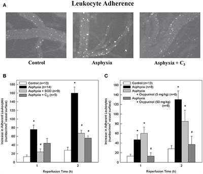 Reduction of Leukocyte Microvascular Adherence and Preservation of Blood-Brain Barrier Function by Superoxide-Lowering Therapies in a Piglet Model of Neonatal Asphyxia